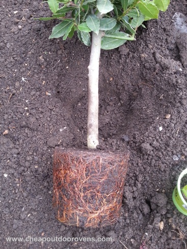herbs bulb root 1