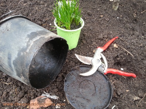 herbs cut pots