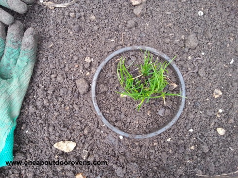 herbs pot planted